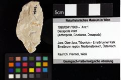 Foto (Objket + Etiketten) von Decapoda indet. 